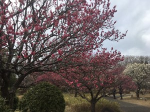 %e3%81%82%e3%82%93%e3%81%9a%e3%81%ae%e8%8a%b1